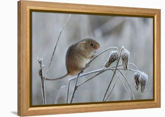 Harvest mouse climbing on frosty seedhead, Hertfordshire, England, UK-Andy Sands-Framed Premier Image Canvas