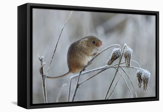 Harvest mouse climbing on frosty seedhead, Hertfordshire, England, UK-Andy Sands-Framed Premier Image Canvas