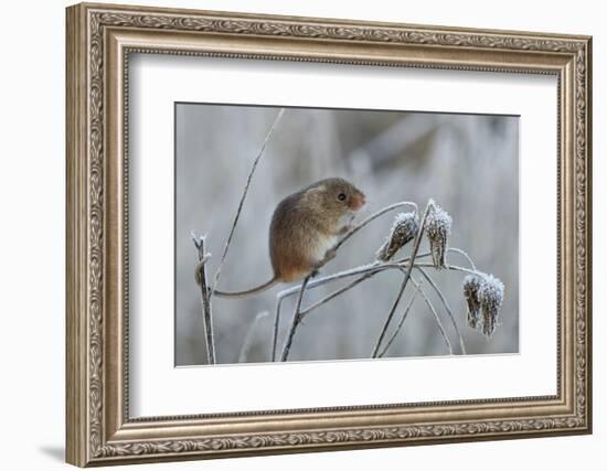 Harvest mouse climbing on frosty seedhead, Hertfordshire, England, UK-Andy Sands-Framed Photographic Print