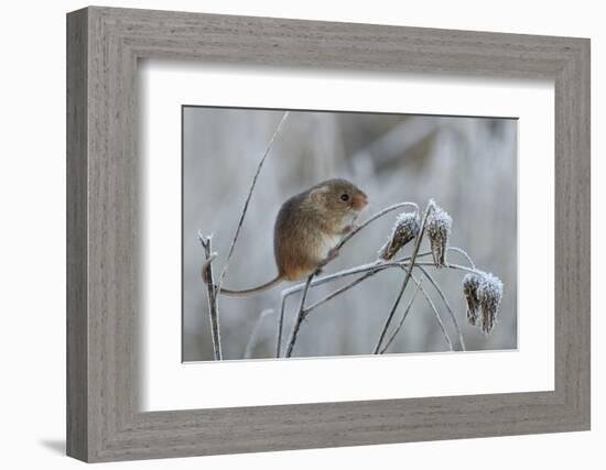 Harvest mouse climbing on frosty seedhead, Hertfordshire, England, UK-Andy Sands-Framed Photographic Print