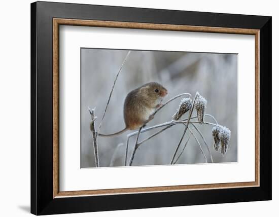 Harvest mouse climbing on frosty seedhead, Hertfordshire, England, UK-Andy Sands-Framed Photographic Print