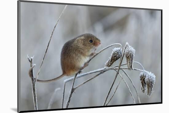 Harvest mouse climbing on frosty seedhead, Hertfordshire, England, UK-Andy Sands-Mounted Photographic Print