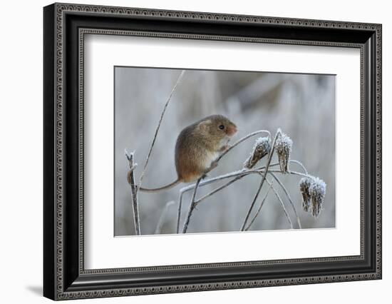 Harvest mouse climbing on frosty seedhead, Hertfordshire, England, UK-Andy Sands-Framed Photographic Print