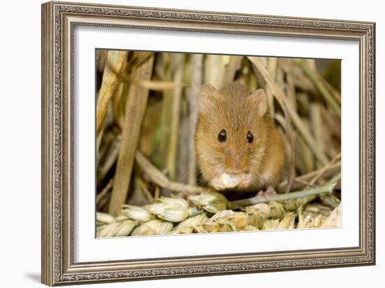 Harvest Mouse Eating Wheat Seed-null-Framed Photographic Print