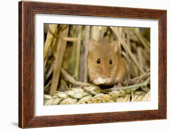 Harvest Mouse Eating Wheat Seed-null-Framed Photographic Print