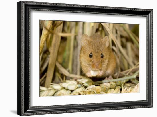 Harvest Mouse Eating Wheat Seed-null-Framed Photographic Print