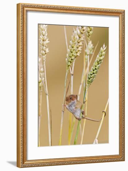 Harvest Mouse in Wheat-null-Framed Photographic Print