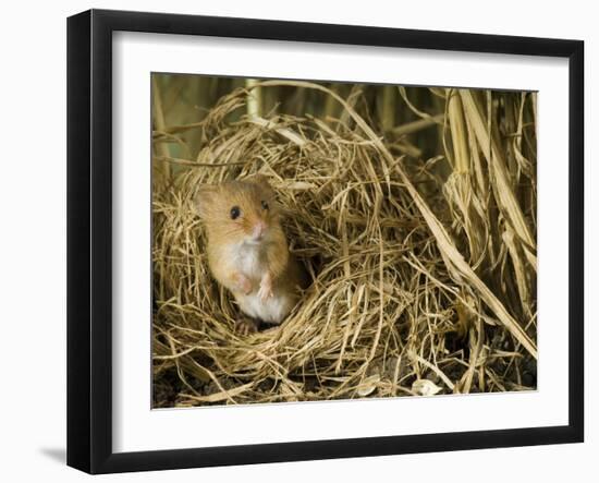 Harvest Mouse Looking Out of Ground Nest in Corn, UK-Andy Sands-Framed Photographic Print