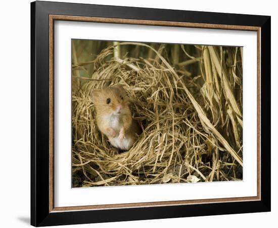 Harvest Mouse Looking Out of Ground Nest in Corn, UK-Andy Sands-Framed Photographic Print