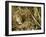 Harvest Mouse Looking Out of Ground Nest in Corn, UK-Andy Sands-Framed Photographic Print