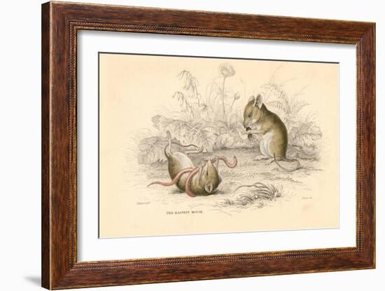 Harvest Mouse (Micromys Minutu) of the Old World, 1828-null-Framed Giclee Print