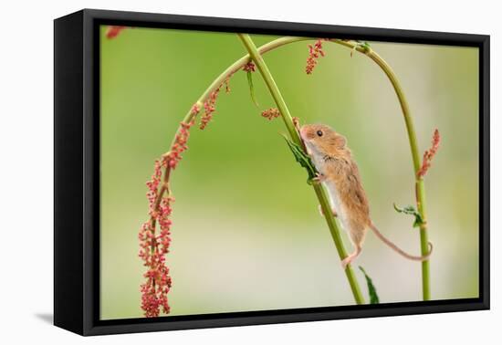 Harvest Mouse (Micromys Minutus) On Stalk, West Country Wildlife Photography Centre, Captive, June-David Pike-Framed Premier Image Canvas