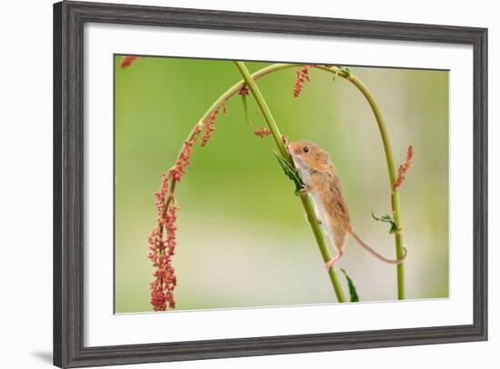 Harvest Mouse (Micromys Minutus) On Stalk, West Country Wildlife Photography Centre, Captive, June-David Pike-Framed Photographic Print