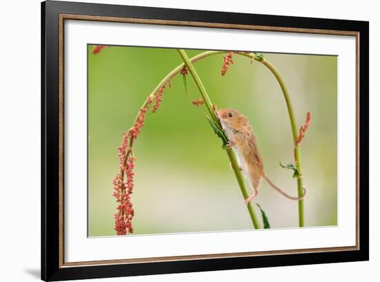 Harvest Mouse (Micromys Minutus) On Stalk, West Country Wildlife Photography Centre, Captive, June-David Pike-Framed Photographic Print
