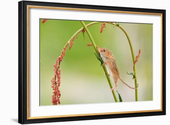 Harvest Mouse (Micromys Minutus) On Stalk, West Country Wildlife Photography Centre, Captive, June-David Pike-Framed Photographic Print