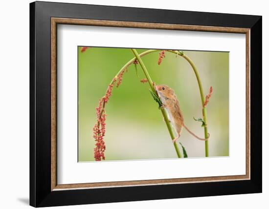 Harvest Mouse (Micromys Minutus) On Stalk, West Country Wildlife Photography Centre, Captive, June-David Pike-Framed Photographic Print