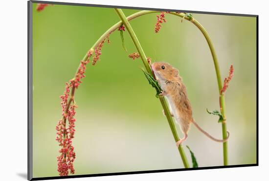 Harvest Mouse (Micromys Minutus) On Stalk, West Country Wildlife Photography Centre, Captive, June-David Pike-Mounted Photographic Print