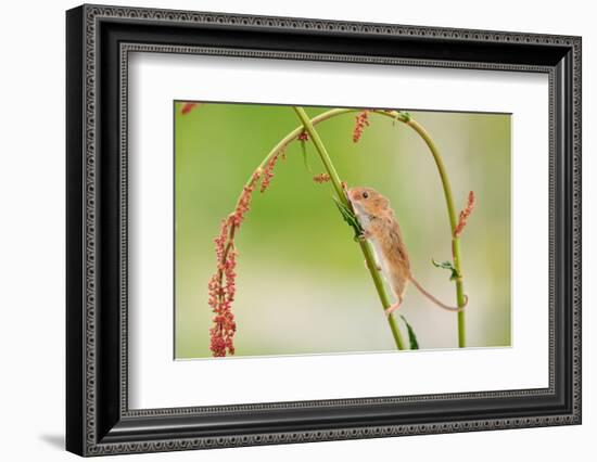 Harvest Mouse (Micromys Minutus) On Stalk, West Country Wildlife Photography Centre, Captive, June-David Pike-Framed Photographic Print