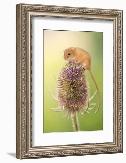 Harvest mouse (Micromys minutus) on teasel seed head, Devon, UK. Captive.-Ross Hoddinott-Framed Photographic Print