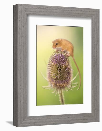 Harvest mouse (Micromys minutus) on teasel seed head, Devon, UK. Captive.-Ross Hoddinott-Framed Photographic Print