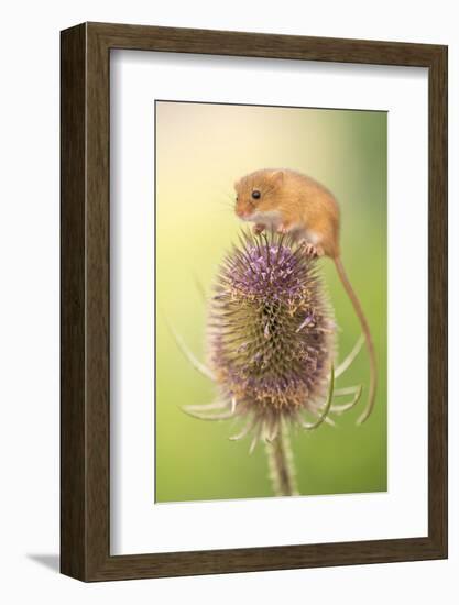 Harvest mouse (Micromys minutus) on teasel seed head, Devon, UK. Captive.-Ross Hoddinott-Framed Photographic Print