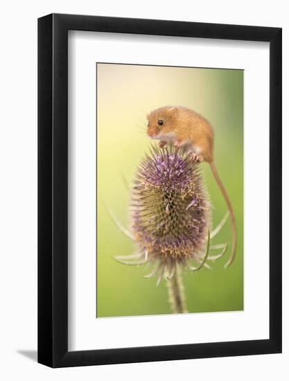 Harvest mouse (Micromys minutus) on teasel seed head, Devon, UK. Captive.-Ross Hoddinott-Framed Photographic Print