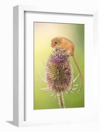 Harvest mouse (Micromys minutus) on teasel seed head, Devon, UK. Captive.-Ross Hoddinott-Framed Photographic Print