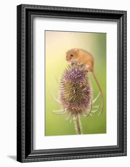 Harvest mouse (Micromys minutus) on teasel seed head, Devon, UK. Captive.-Ross Hoddinott-Framed Photographic Print