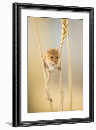 Harvest Mouse (Micromys Minutus) On Wheat Stem Feeding, Devon, UK, July. Captive-Ross Hoddinott-Framed Photographic Print