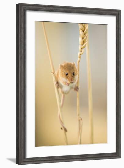 Harvest Mouse (Micromys Minutus) On Wheat Stem Feeding, Devon, UK, July. Captive-Ross Hoddinott-Framed Photographic Print