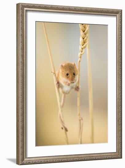 Harvest Mouse (Micromys Minutus) On Wheat Stem Feeding, Devon, UK, July. Captive-Ross Hoddinott-Framed Photographic Print