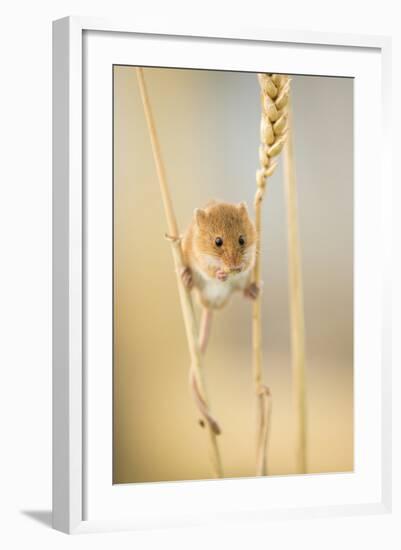 Harvest Mouse (Micromys Minutus) On Wheat Stem Feeding, Devon, UK, July. Captive-Ross Hoddinott-Framed Photographic Print