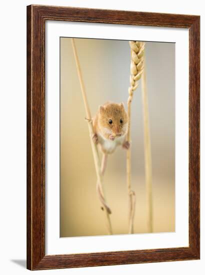 Harvest Mouse (Micromys Minutus) On Wheat Stem Feeding, Devon, UK, July. Captive-Ross Hoddinott-Framed Photographic Print