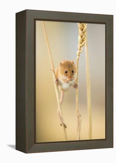 Harvest Mouse (Micromys Minutus) On Wheat Stem Feeding, Devon, UK, July. Captive-Ross Hoddinott-Framed Premier Image Canvas