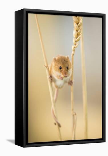 Harvest Mouse (Micromys Minutus) On Wheat Stem Feeding, Devon, UK, July. Captive-Ross Hoddinott-Framed Premier Image Canvas