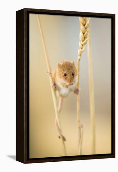 Harvest Mouse (Micromys Minutus) On Wheat Stem Feeding, Devon, UK, July. Captive-Ross Hoddinott-Framed Premier Image Canvas