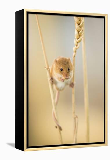 Harvest Mouse (Micromys Minutus) On Wheat Stem Feeding, Devon, UK, July. Captive-Ross Hoddinott-Framed Premier Image Canvas