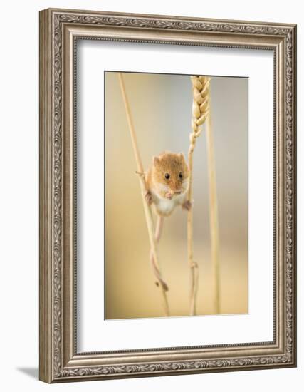 Harvest Mouse (Micromys Minutus) On Wheat Stem Feeding, Devon, UK, July. Captive-Ross Hoddinott-Framed Photographic Print