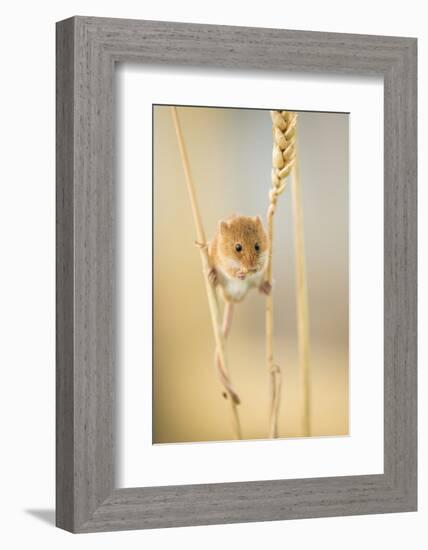 Harvest Mouse (Micromys Minutus) On Wheat Stem Feeding, Devon, UK, July. Captive-Ross Hoddinott-Framed Photographic Print