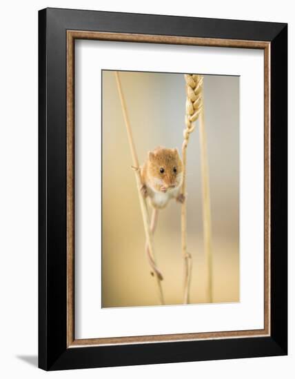 Harvest Mouse (Micromys Minutus) On Wheat Stem Feeding, Devon, UK, July. Captive-Ross Hoddinott-Framed Photographic Print