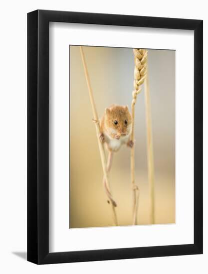 Harvest Mouse (Micromys Minutus) On Wheat Stem Feeding, Devon, UK, July. Captive-Ross Hoddinott-Framed Photographic Print