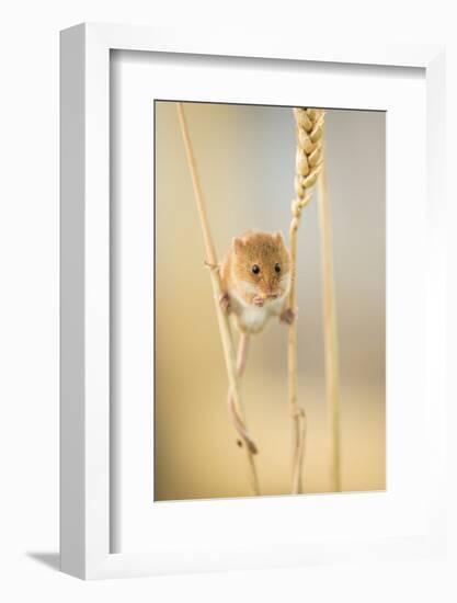 Harvest Mouse (Micromys Minutus) On Wheat Stem Feeding, Devon, UK, July. Captive-Ross Hoddinott-Framed Photographic Print