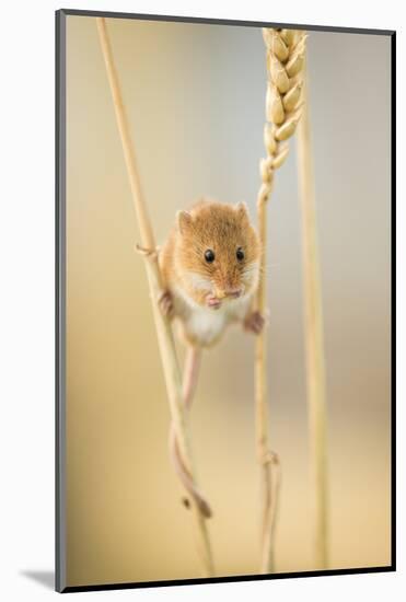 Harvest Mouse (Micromys Minutus) On Wheat Stem Feeding, Devon, UK, July. Captive-Ross Hoddinott-Mounted Photographic Print