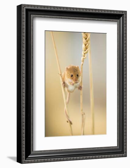 Harvest Mouse (Micromys Minutus) On Wheat Stem Feeding, Devon, UK, July. Captive-Ross Hoddinott-Framed Photographic Print