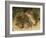 Harvest Mouse Mother Standing over 1-Week Babies in Nest, UK-Andy Sands-Framed Photographic Print