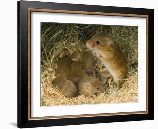 Harvest Mouse Mother Standing over 1-Week Babies in Nest, UK-Andy Sands-Framed Photographic Print