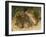 Harvest Mouse Mother Standing over 1-Week Babies in Nest, UK-Andy Sands-Framed Photographic Print