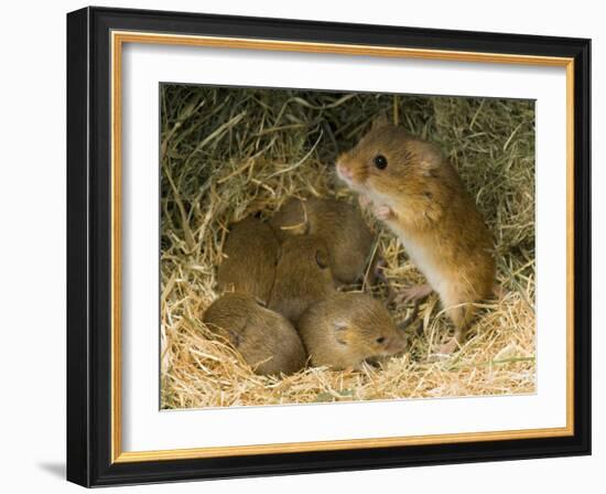 Harvest Mouse Mother Standing over 1-Week Babies in Nest, UK-Andy Sands-Framed Photographic Print