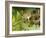 Harvest Mouse on Bramble Amongst Blackberries, UK-Andy Sands-Framed Photographic Print