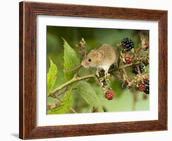 Harvest Mouse on Bramble Amongst Blackberries, UK-Andy Sands-Framed Photographic Print